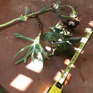 2 alive succulent cotyledon kalanchoe pair plants